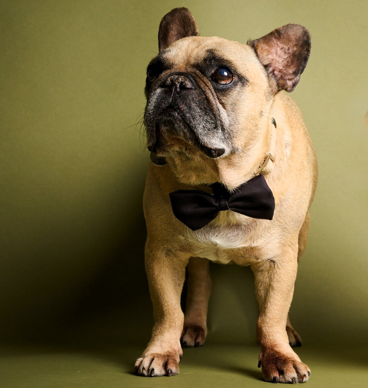 James Bond Pet Bow Tie