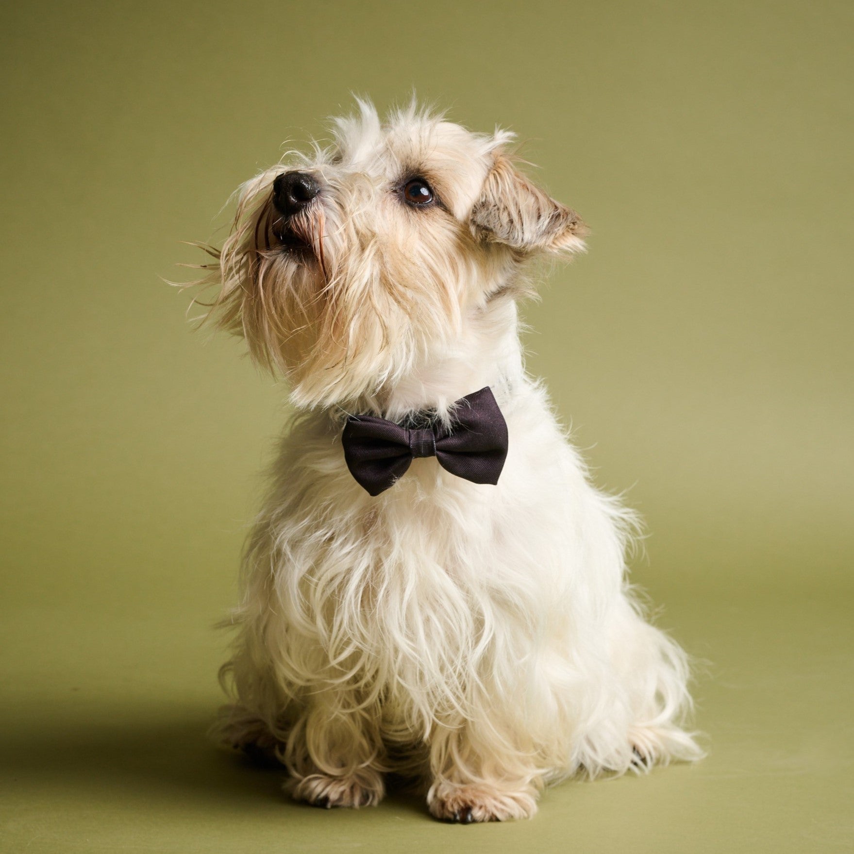 James Bond Pet Bow Tie 007Store